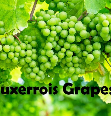 Auxerrois grapes