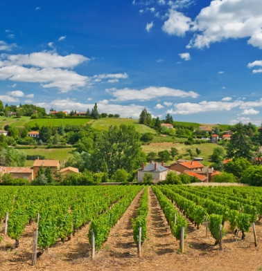 Vineyard in the famous wine making region of Beaujolais, France