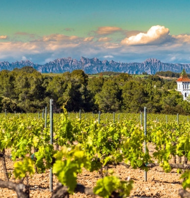 Vineyards at Spain wine region